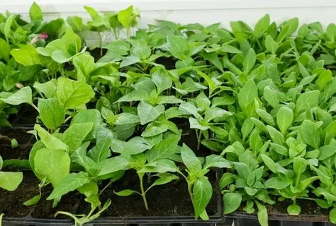 تصویر 2 از نشا فلفل دلمه‌ ای قرمز اقتصادی با شرایط ویژه